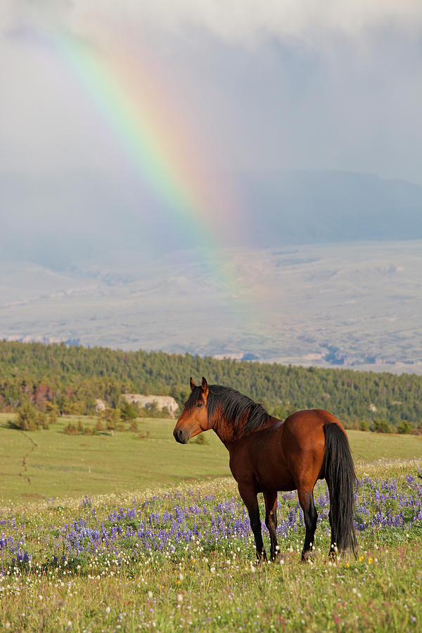 Mustang and Rainbow Photograph by D Robert Franz