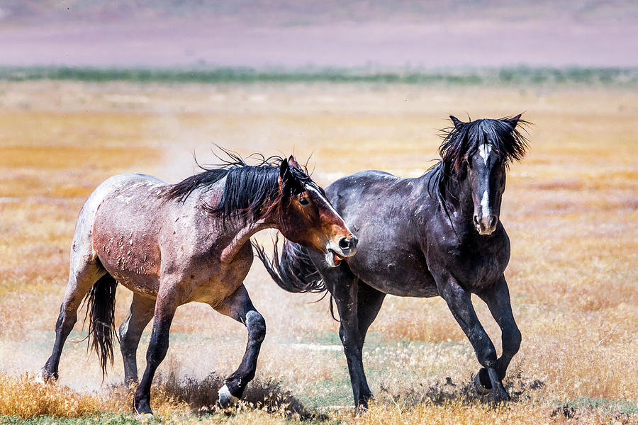 Mustang Battle Photograph by Scott Law