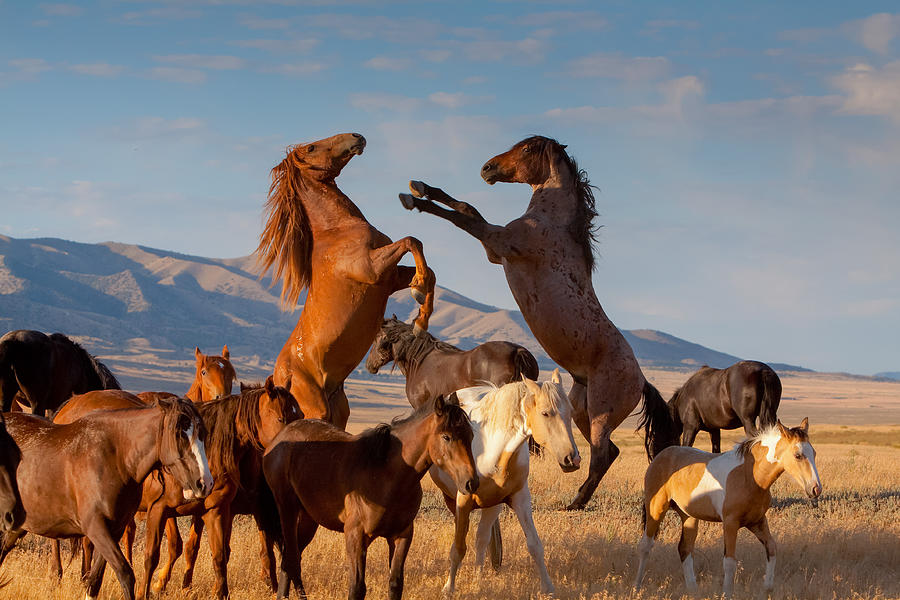 Nature Photograph - Mustang Clash by Kent Keller