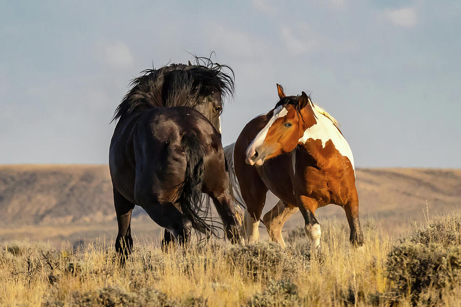 Mustang Communication Photograph by Jack Bell