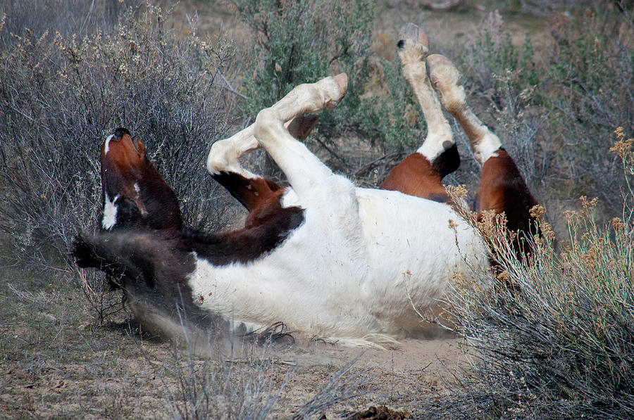 Mustang Dust Photograph by Julia McHugh