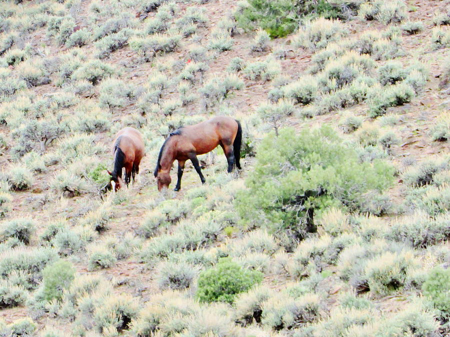 Mustang Eats Photograph by Marilyn Diaz