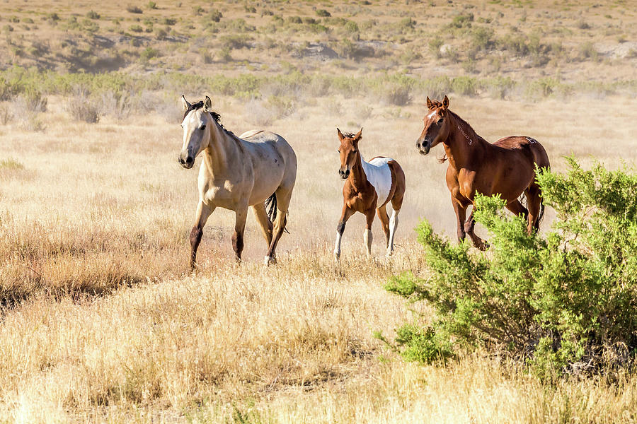 Mustang Family Photograph by Scott Law