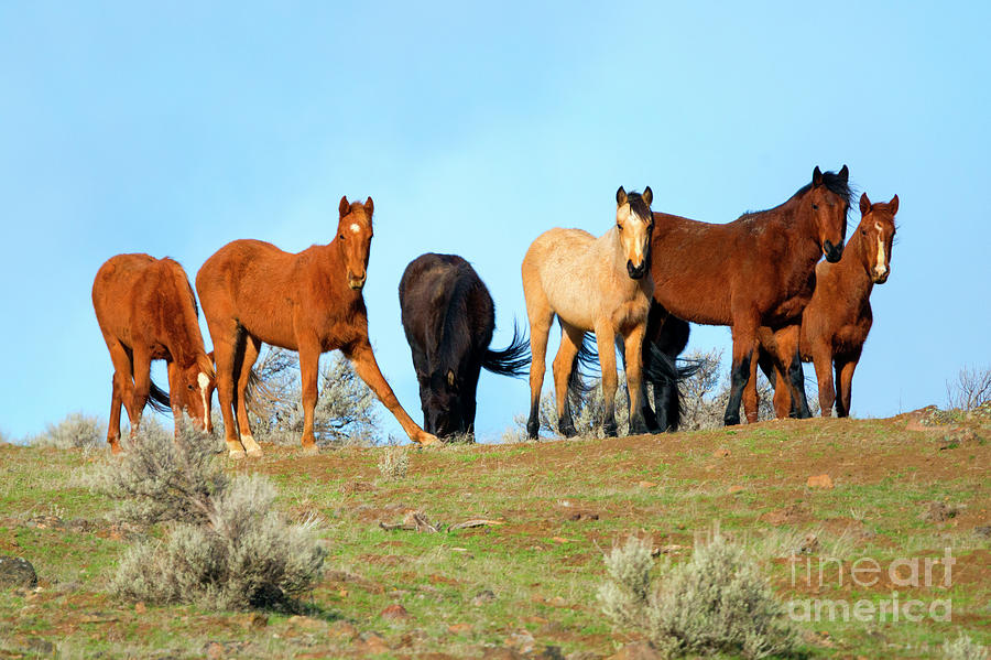 Mustang Herd Photograph by Michael Dawson