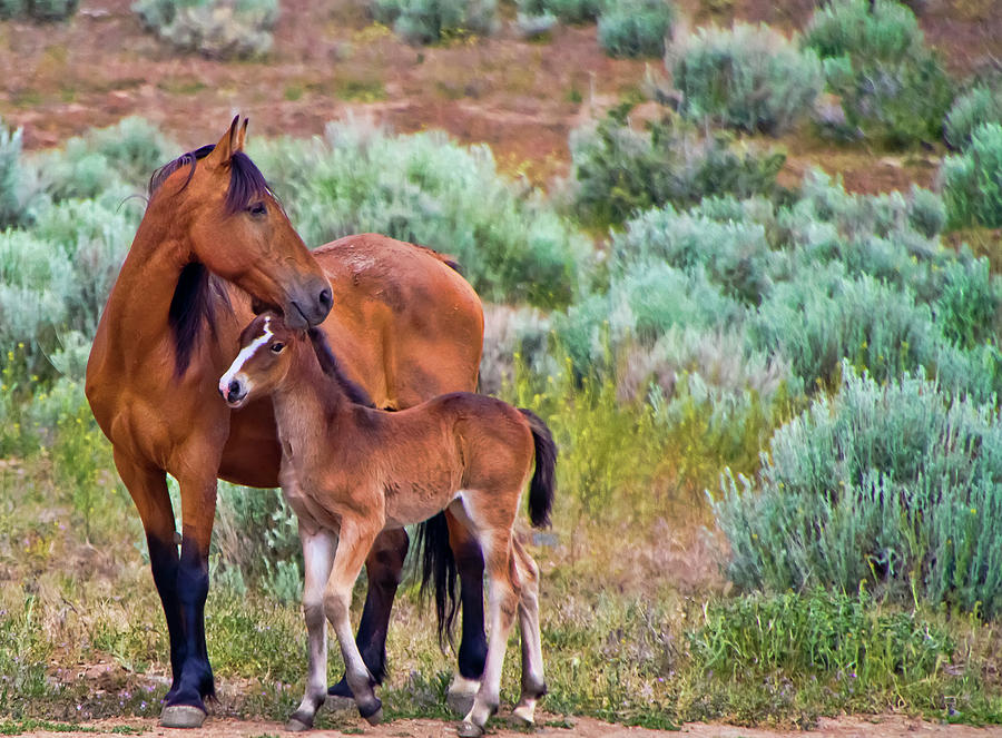 Mustang Horse and Foal Photograph by Waterdancer