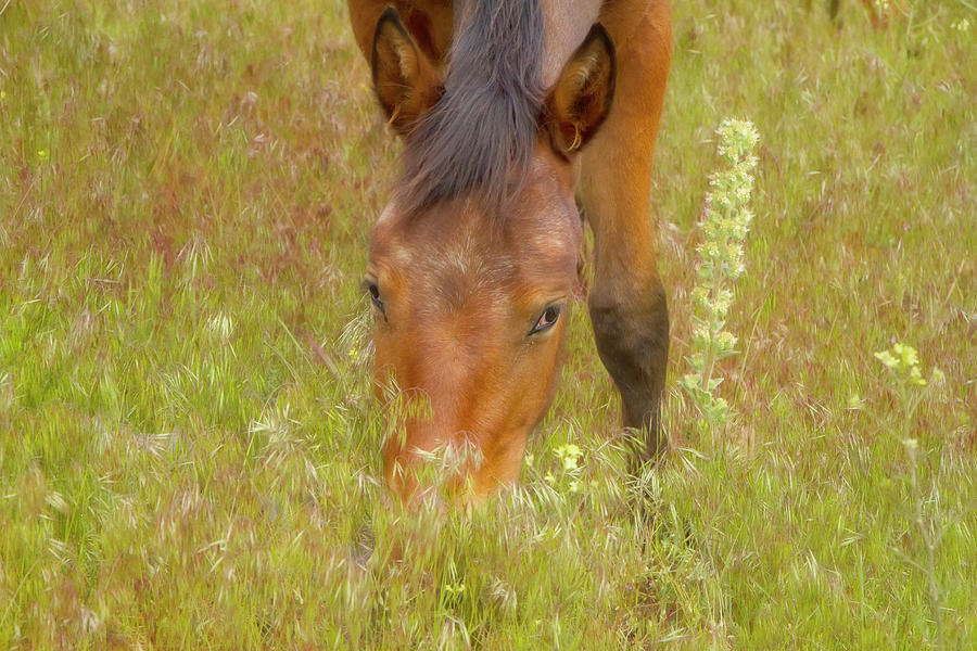 Mustang in the Grass Photograph by Waterdancer