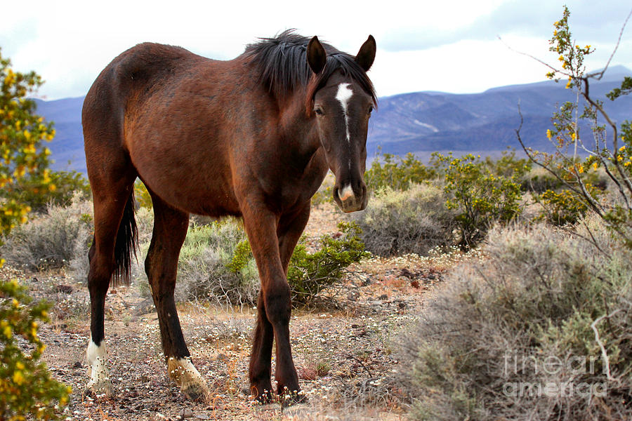 Mustang In The Nopah Mountains Photograph by Adam Jewell