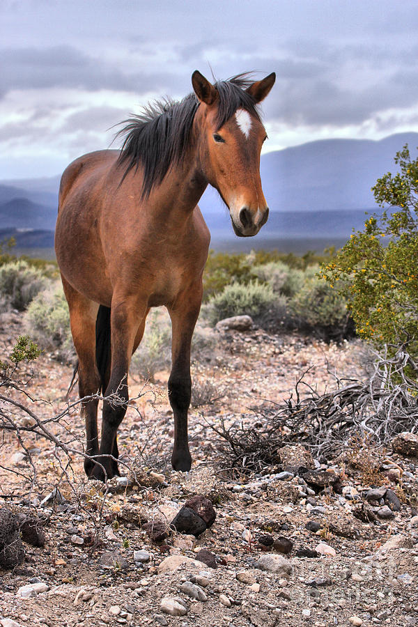 Mustang In The Nopah Wilderness Photograph by Adam Jewell
