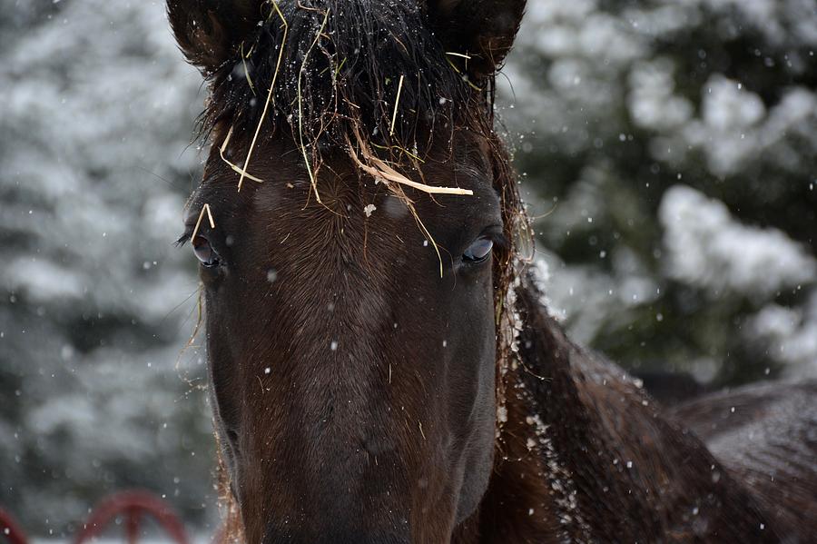 Mustang in the Snow Photograph by Jordan Pierrotti