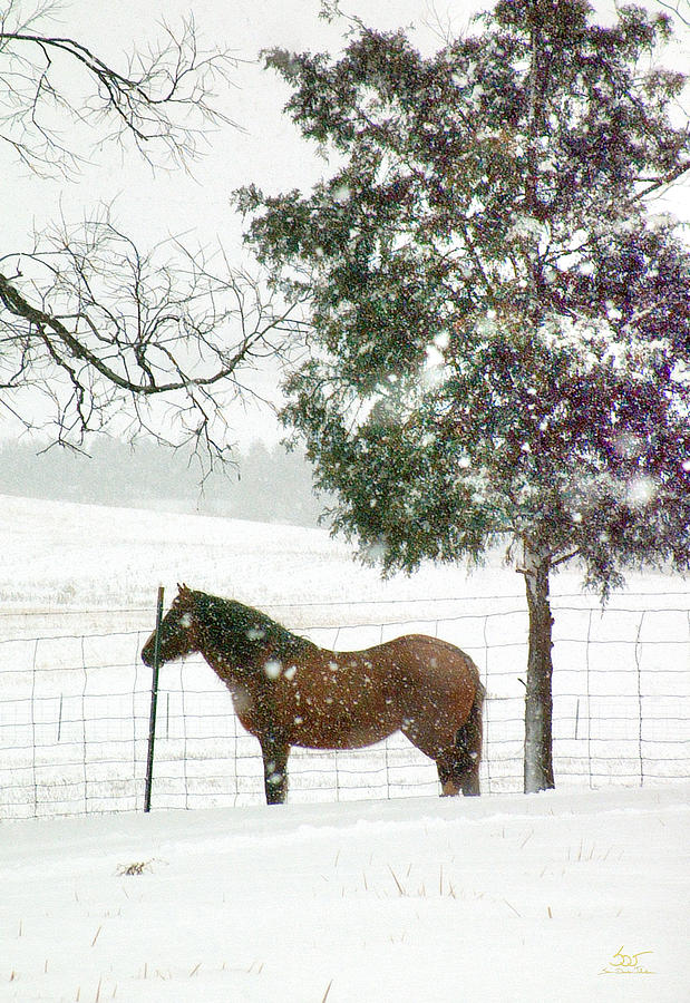Mustang in Winter Photograph by Sam Davis Johnson