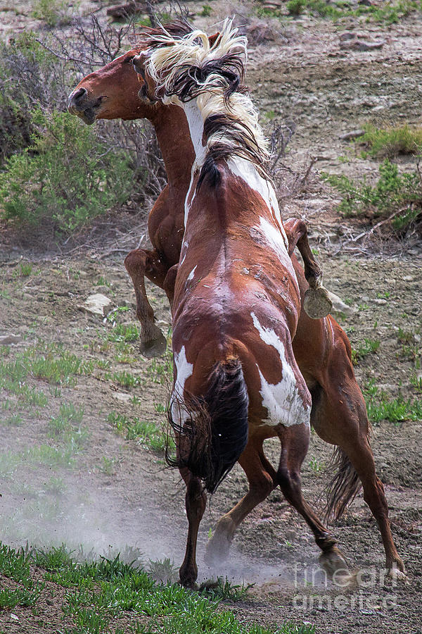 Mustang Madness Photograph by Jim Garrison