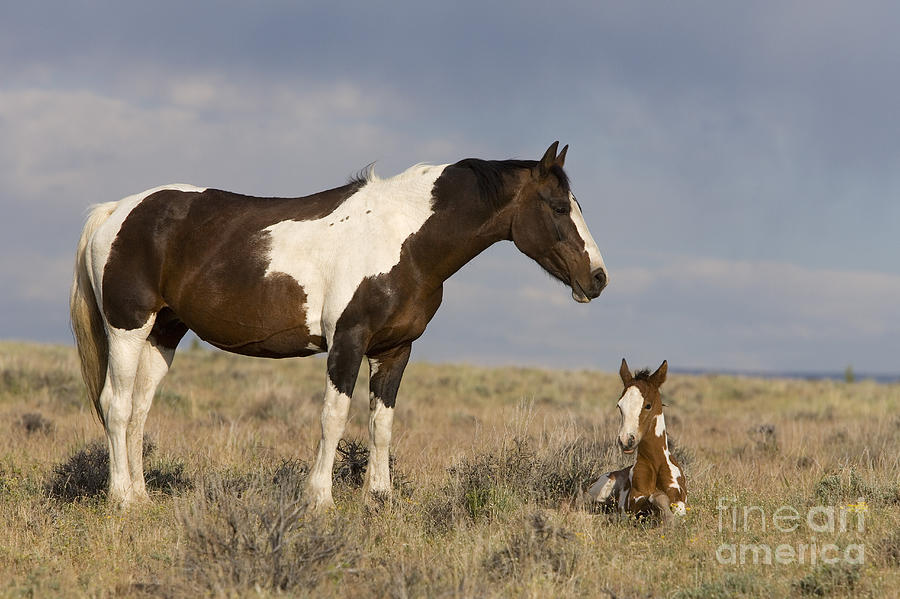 Mustang Mare And Foal Photograph by Jean-Louis Klein & Marie-Luce Hubert