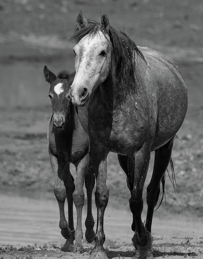 Mustang Mare and Foal Photograph by Mindy Musick King