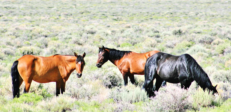 Mustang Munchies Photograph by Marilyn Diaz