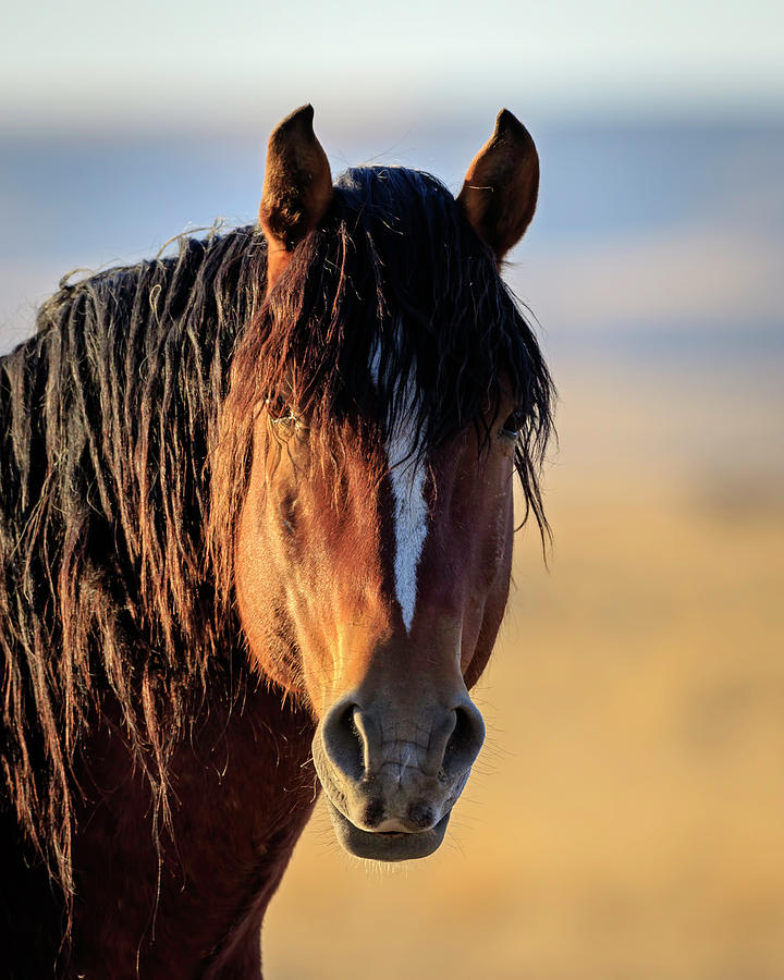 Mustang Portrait Photograph by Jack Bell