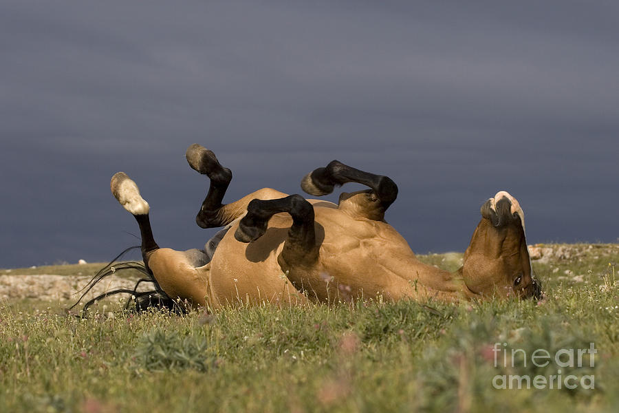 Mustang Rolling In Dirt Photograph by Jean-Louis Klein & Marie-Luce Hubert