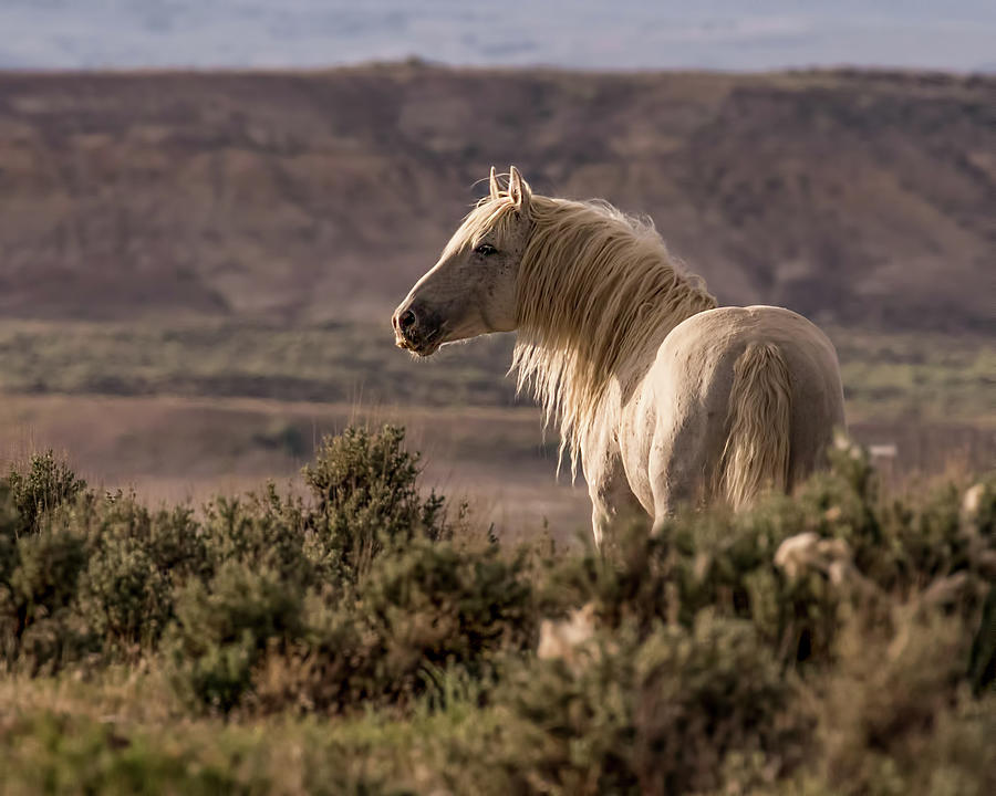 Mustang at Sunset by Dawn Key Mustang at Sunset by Dawn Key