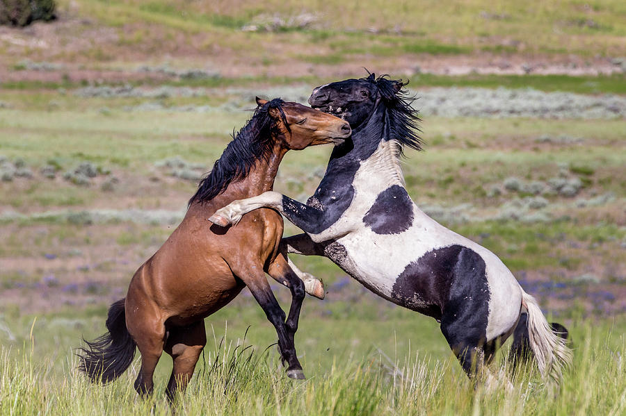 Mustang Stallion Battle Photograph by Scott Law