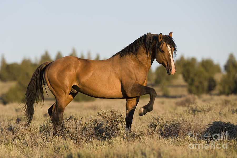 Mustang Stallion Photograph by Jean-Louis Klein & Marie-Luce Hubert