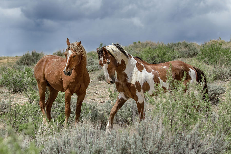Mustang Stallions Photograph by Dawn Key