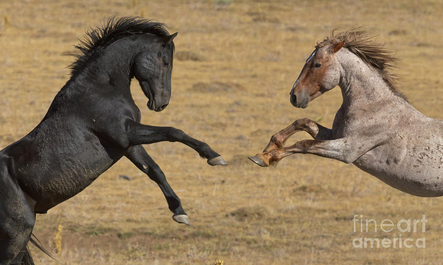 Mustang Stallions Playing Photograph by Yva Momatiuk John Eastcott