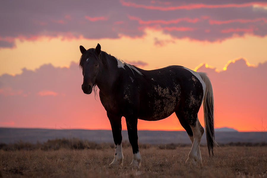 Mustang Sunset Photograph by Jack Bell