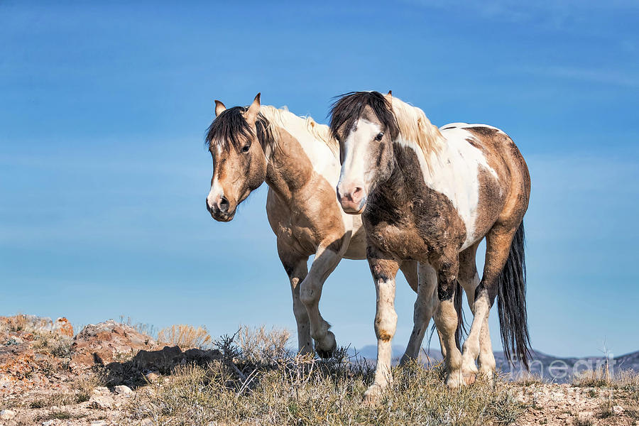 Horse Photograph - Mustang Twin Stallions by Rob Daugherty