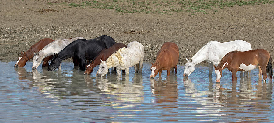 Mustang Water Hole Photograph by Mindy Musick King