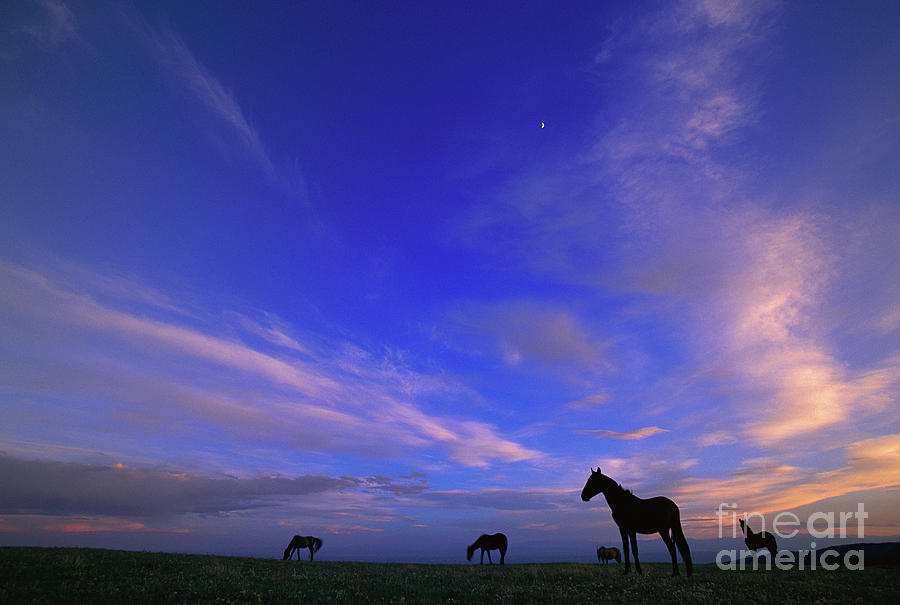 Mustangs and Evening Sky Photograph by Yva Momatiuk John Eastcott