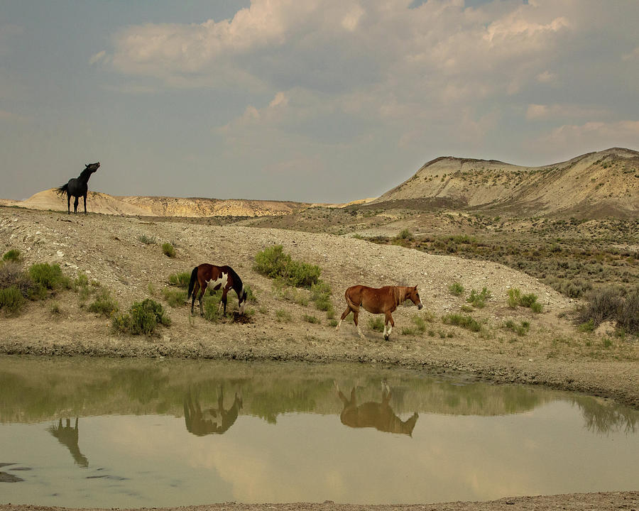 Mustangs at the Watering Hole Photograph by Lois Lake