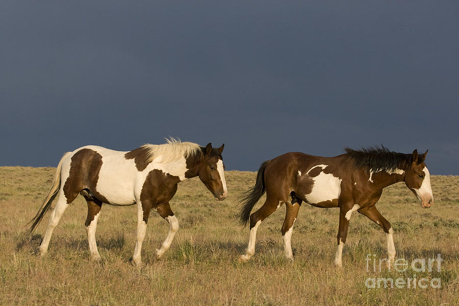 Mustangs In Nevada Photograph by Jean-Louis Klein & Marie-Luce Hubert