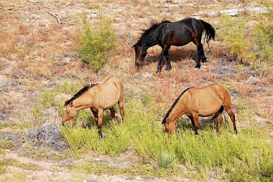 Bighorn Canyon National Recreation Area Photograph - Mustangs by Larry Ricker