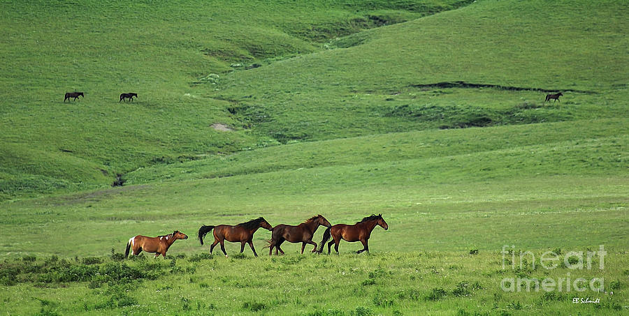 Mustangs of the Flint Hills Photograph by E B Schmidt