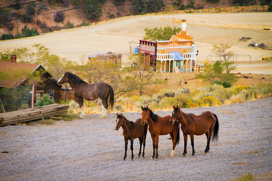 Mustangs Standing Their Ground Photograph by Bonnie Follett