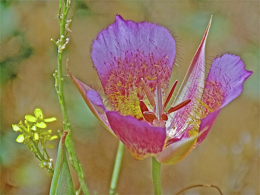 Mustard and Mariposa Lily on Mount Baldy Road, California  Photograph by Ruth Hager