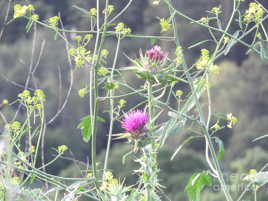 Nature Photograph - Mustard and Thistle by Suzanne Leonard