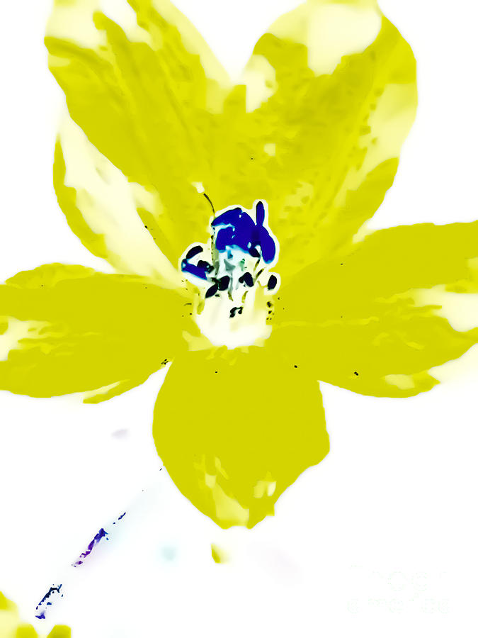Flower Photograph - Mustard Blossom by Heather Joyce Morrill