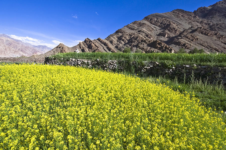Mustard field, Hemis, 2007 Photograph by Hitendra SINKAR