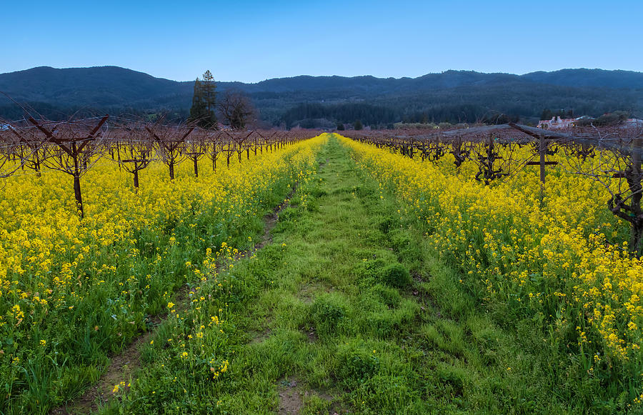 Mustard Field Photograph by Jonathan Nguyen