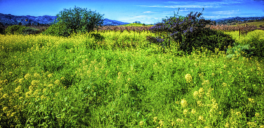 Mustard Field Photograph by Judith Barath