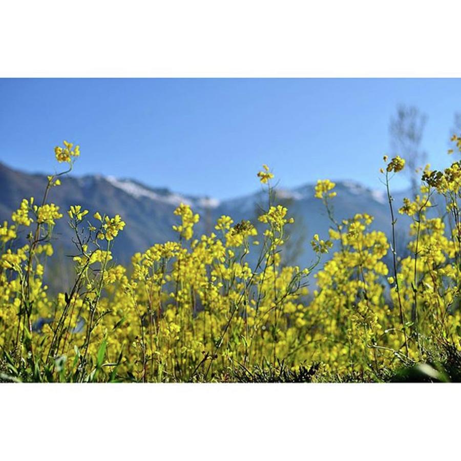 Soi Photograph - Mustard Fields In Bandipore by Tasleem Farooq Sofi