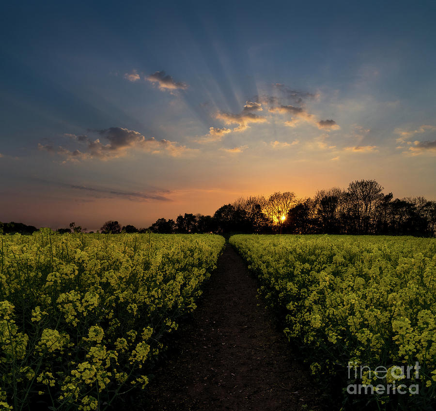 Spring Photograph - Mustard Fields  by Stephen Mori Photography