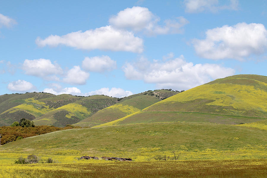 Mustard on Nipomo Hills Photograph by Art Block Collections