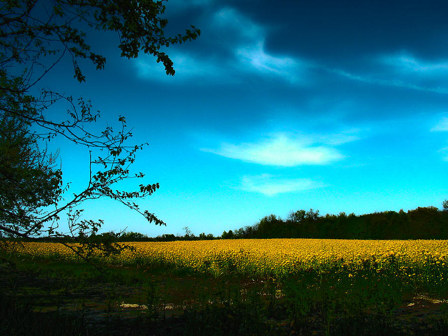 Mustard Seed Photograph by Mykel Davis Fine Art America