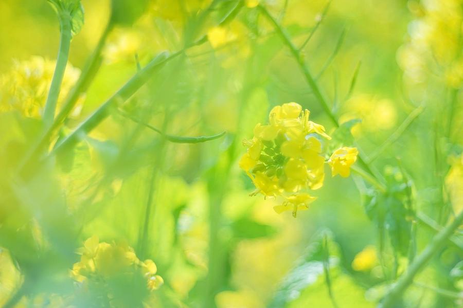 Mustard Photograph by Yuka Uemura