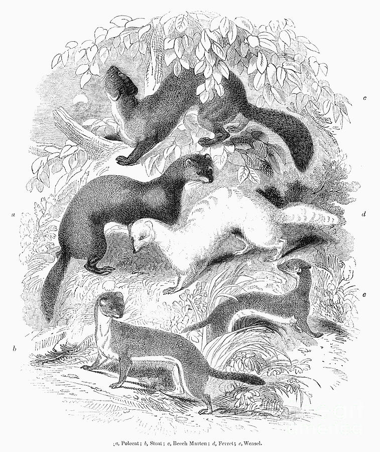 1841 Photograph - Mustelidae Family, 1841 by Granger