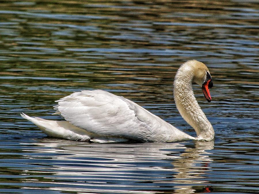 Mute Swan 02 Photograph by Ross Kestin