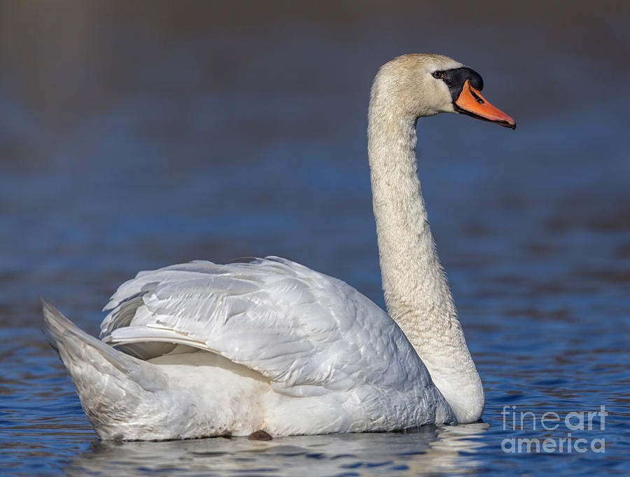 Mute Swan 1 Photograph by Jerry Fornarotto