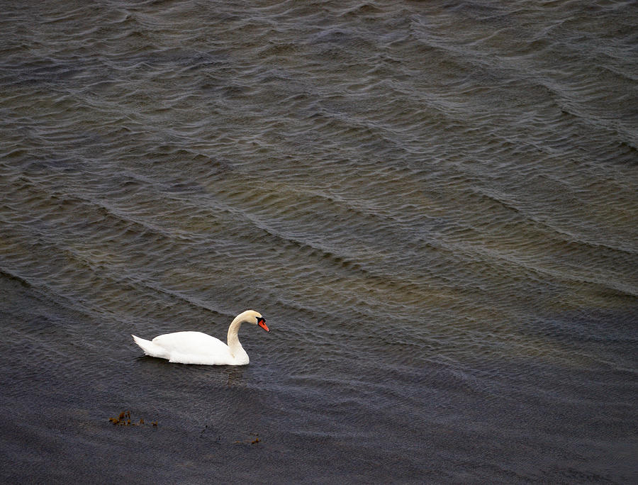 Mute Swan 1 Photograph by Jouko Lehto