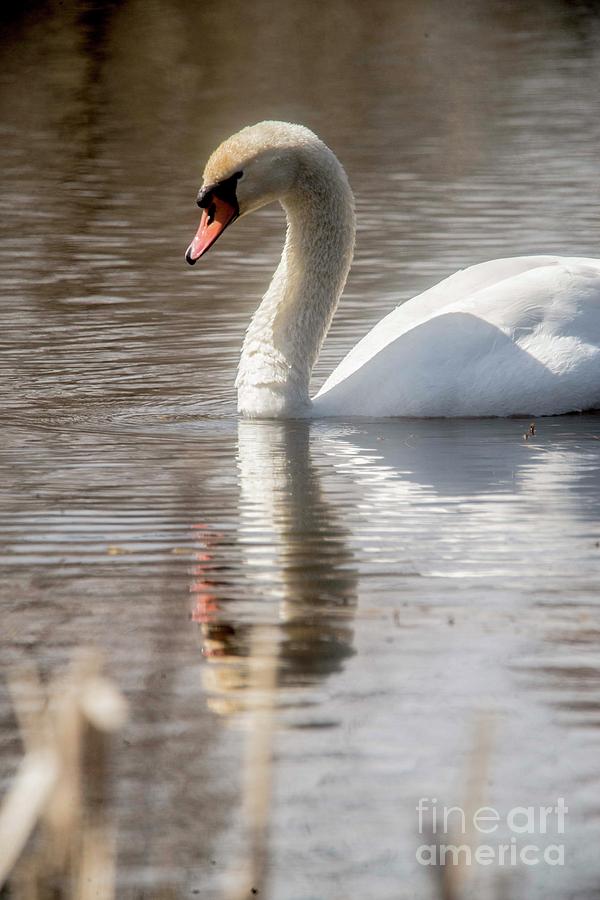 Mute Swan - 2 Photograph by David Bearden